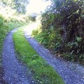 Country lane, Sandwell,Totnes