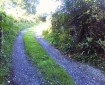 Country lane, Sandwell,Totnes