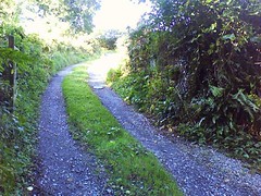 Country lane, Sandwell, Totnes.