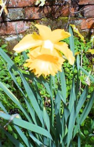 Daffodil