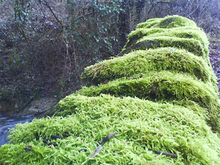 Moss Wall