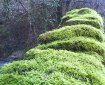 Moss Wall Photo RSR