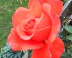 Orange Rose