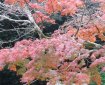 Shinto shrine under red leaves. Photo: © Hazel Waghorn