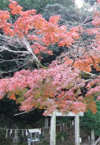 Shinto shrine under red leaves. Photo: © Hazel Waghorn