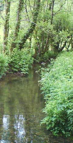 Stream Photo: RSR