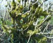 Moss on tree
