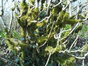 Moss on tree Moss on tree