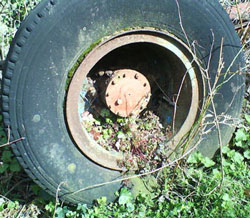 Old wheel with plant growing.