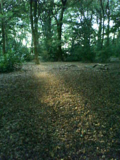 Sunlight through woods