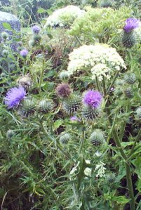 Thistle with Yarrow plant Thistle with Yarrow plant