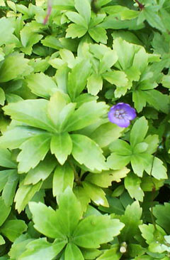 Hedge in flower Hedge in flower