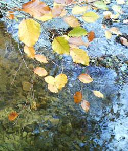 Beech leafs over stream