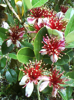 Plant Dartington Gardens 2012 Plant Dartington Gardens 2012