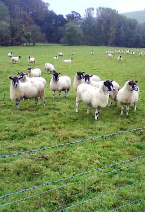 Flock of Sheep in Devon, England