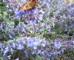 Butterfly on Blue Flowers.