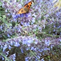 Butterfly on Blue Flowers.