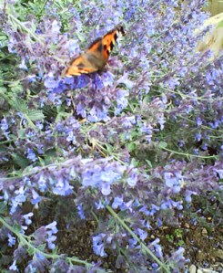 Butterfly on Blue Flowers.