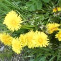 Dandelions ’Yellow flower’