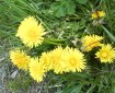 Dandelions ’Yellow flower’