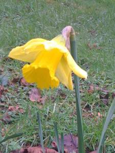 Daffodil