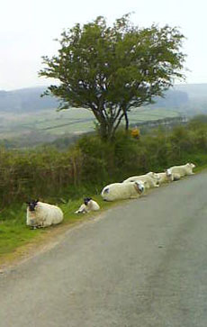 Sheep on roadside Dartmoor, Devon