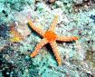 Starfish