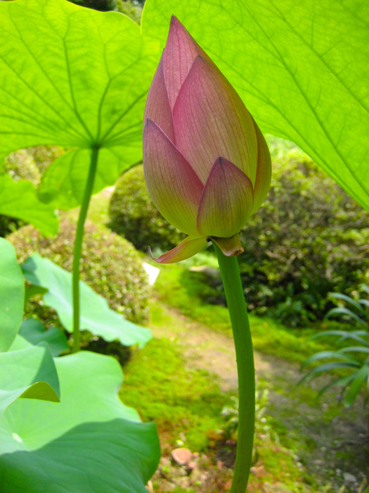 Lotus flower Photo © @KyotoDailyPhoto