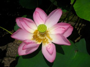 Lotus Flower. Photo © @KyotoDailyPhoto