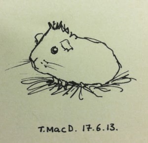 Guina Pig Artwork @TessaMacDermot