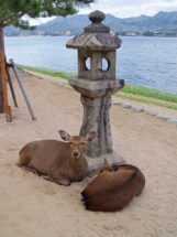 Miyajima's (宮島) sacred deer (日本鹿 'Nihon-jika') are thought to have lived on the island for over 6000 years. Photo © @KyotoDailyPhoto