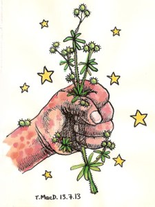 Cleavers. Artwork by @TessaMacDermot