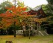 daigo-ji-autumn-300.jpg