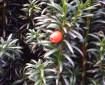 Yew tree berry