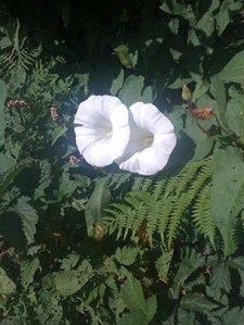 Bindweed
