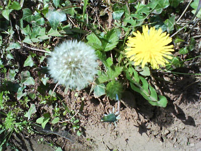 Dandelion