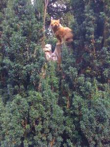 This cat is called Sam, and like Einstein, he's a most intelligent cat.