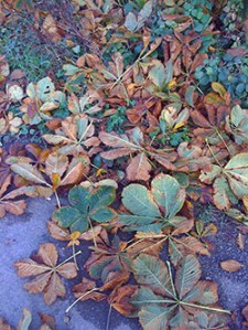 Sycamore leaves