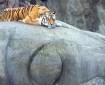 Tiger on Buddha Head. Great photo from @nowthisnews