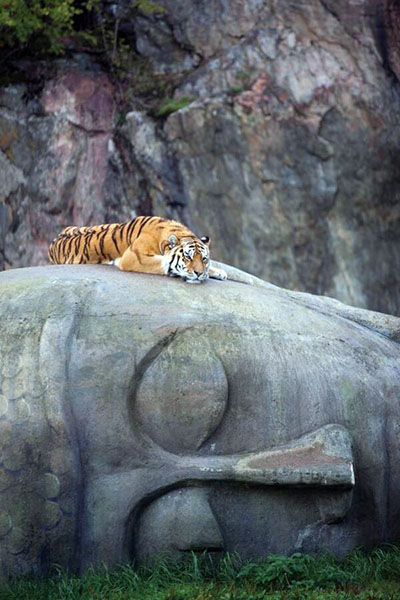 Great photo from @nowthisnews: Tiger rests on Buddha head.