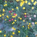 Wild flowers