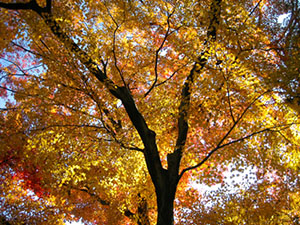 Weary of the world.../ an autumn evening dream/ carried me off to sleep.../ today/ awakened by the morning bell. Otagaki Rengetsu.Photo © @KyotoDailyPhoto Autumn Blaze. Photo @KyotoDailyPhoto