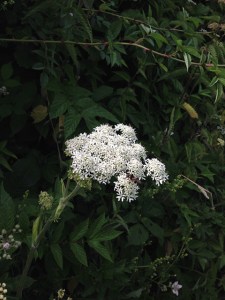 White yarrow. Devon Lane White yarrow. Devon Lane