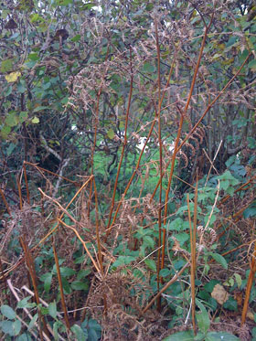 Wild hedgerow