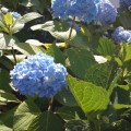 Blue Hydrangea.