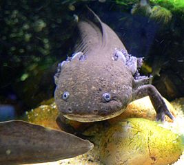Photo of Ambystoma mexicanum (axolotl) at the Steinhart Aquarium in San Francisco. © Stan Shebs Wikimedia