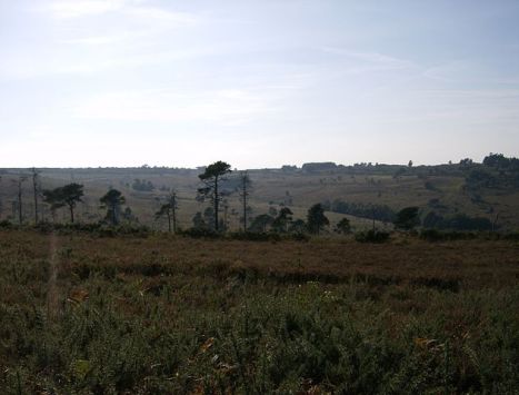 Ashdown Forest View Near Greenwood Gate Clump © Wikipedia