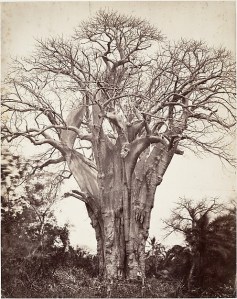 Baobab à Mohéli. Artist:Désiré Charnay (French, 1828–1915) © The Metropolitan Museum of Art Baobab à Mohéli. Artist:Désiré Charnay (French, 1828–1915) © The Metropolitan Museum of Art