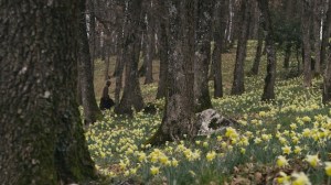 Walk With Me, Thich Nhat Hanh