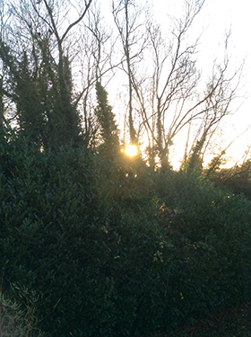 Sunrise in the trees © Buddhism Now